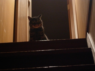 階段上のチョコ丸